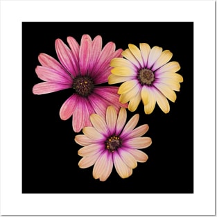 Gerber Daisy Posters and Art